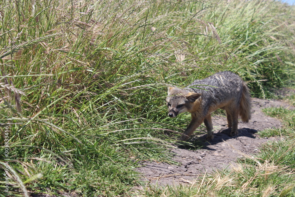 Catalina Island Fox Sneak