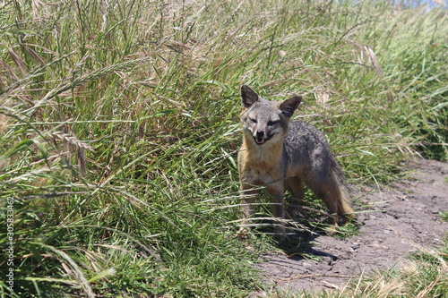 Catalina Island Fox Smile