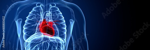 Stampa su tela 3D Illustration of Human Body Organs Heart Anatomy