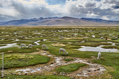 A group of alpacas graze on a bofedal in the Peruvian highlands near the city of Arequipa photo