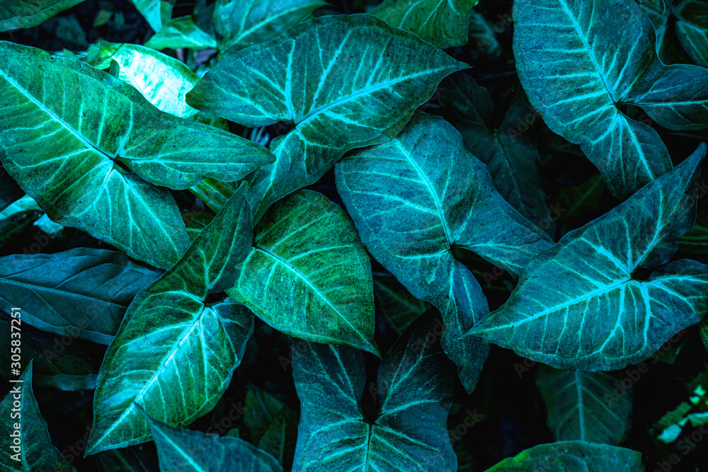 Fototapeta premium abstract green leaf texture, dark blue tone nature background, tropical leaf