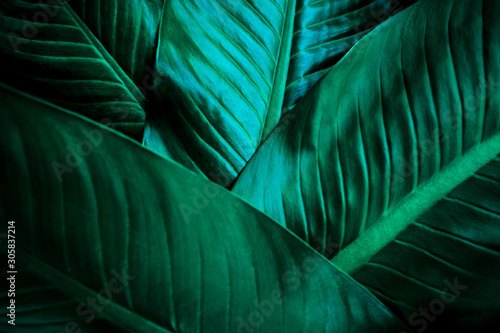 abstract green texture, nature background, tropical leaf