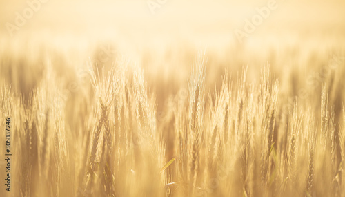 Barley plantation field in the pampas