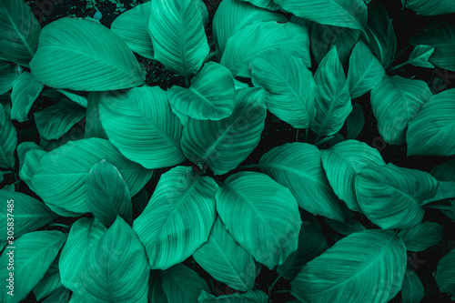 leaves of Spathiphyllum cannifolium  abstract green texture  nature background  tropical leaf