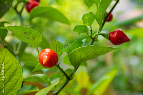 red peppers on tree