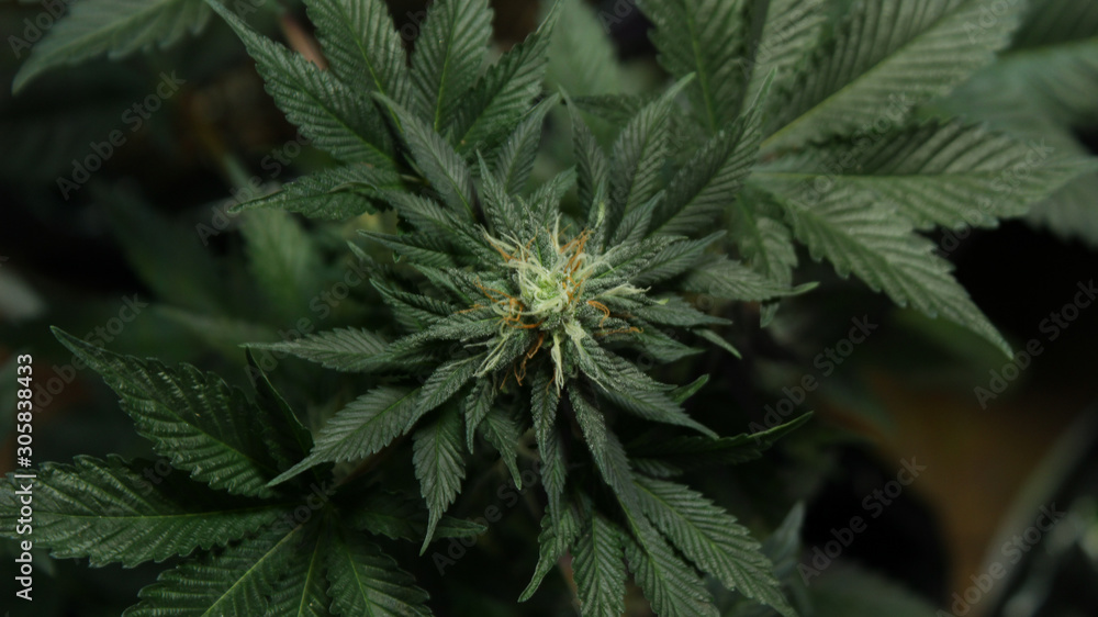 cannabis, cannabis, maryhuana cannabis, cannabis, maryhuana