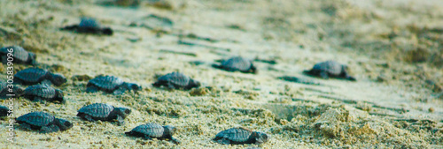 Fototapeta Baby sea turtles just released and on a mission to reach the safety of the ocean