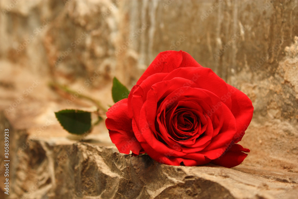 Naklejka premium Bright red blossoming rose laying on an artistic stone wall.