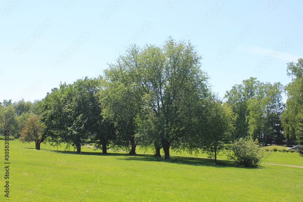 Three trees in the park