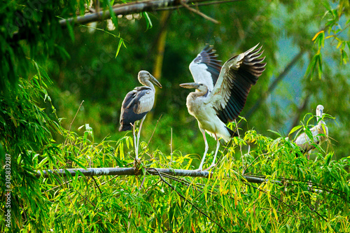 White Storks in Thung Nham Natural Reserve, Ninh Binh, Vietnam