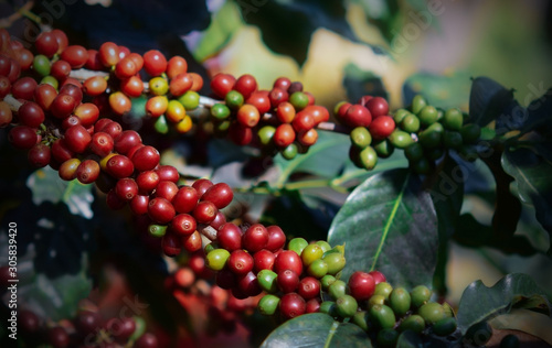 Bilde på lerret .Close up, coffee berry ripening on tree, coffee beans  Blur background.