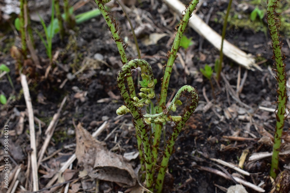 Ferns sprouting from the ground in spring Ferns sprouting from the ground in spring