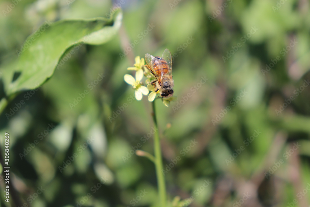 bee on a flower bee on a flower