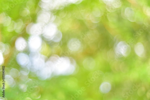 spring bokeh background from tree