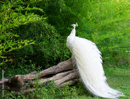 White Peacock