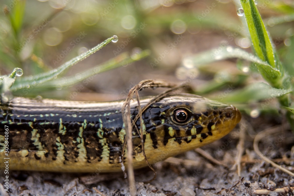 Obraz premium Glass Snake Closeup