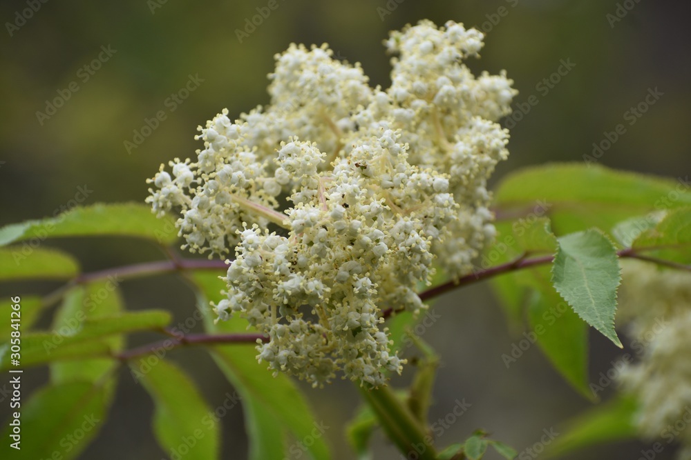 Buds on a flower in spring Buds on a flower in spring