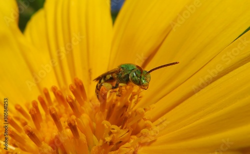 Tropical green bee on yellow flower in Florida nature, closeup photo