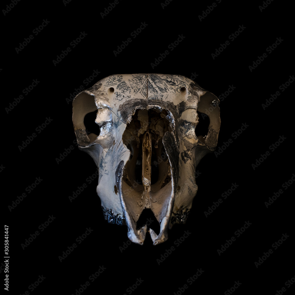 sheep skull