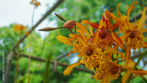 Beautiful orange orchid in garden
