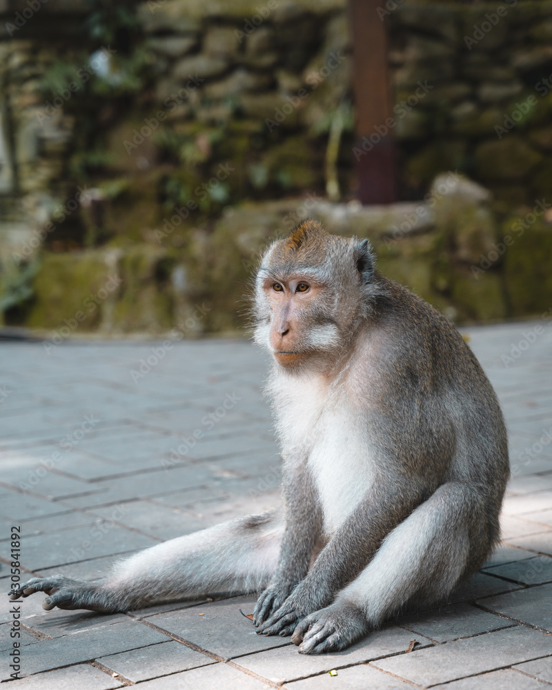 Monkey in bali indonesia