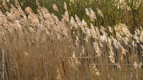 Flowers Field