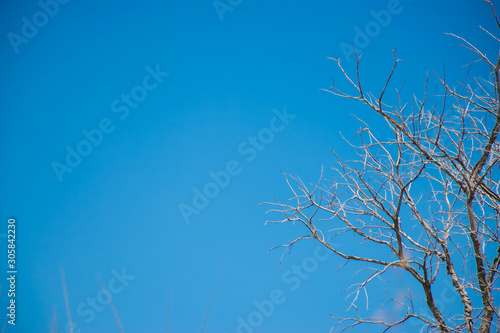 Dried branches with green sky background  copy space for text.