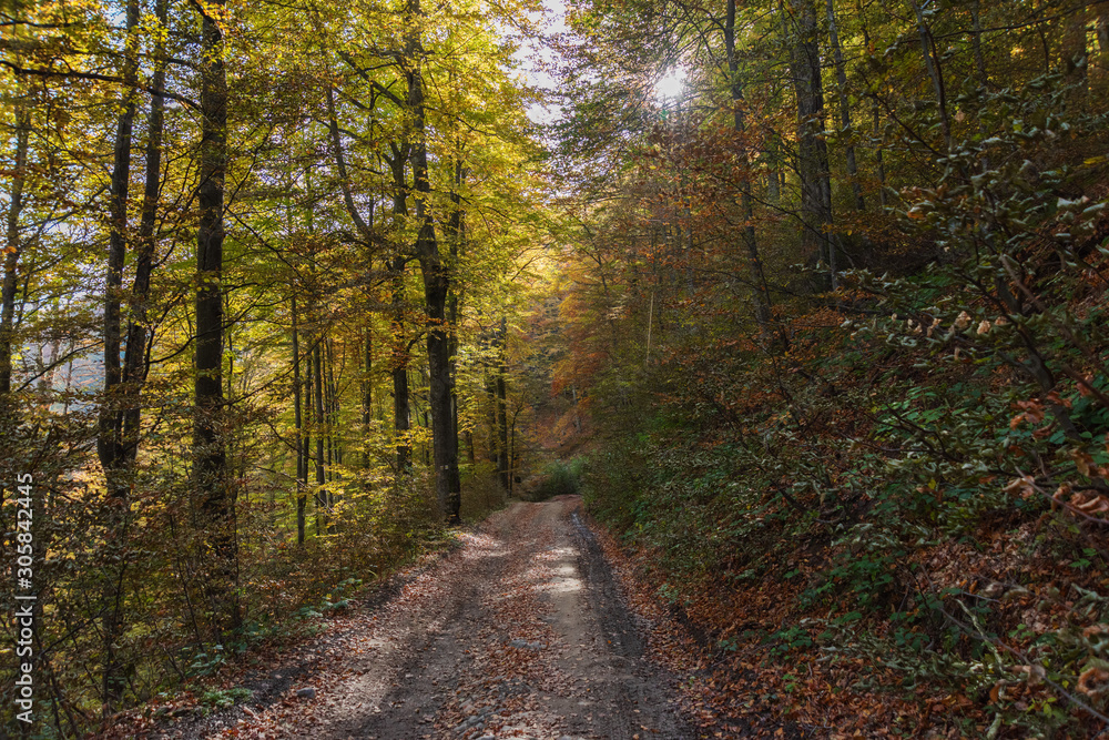 Autumn scenery in the Ukrainian Carpathian Mountains with a tourist girl with a backpack Autumn scenery in the Ukrainian Carpathian Mountains with a tourist girl with a backpack