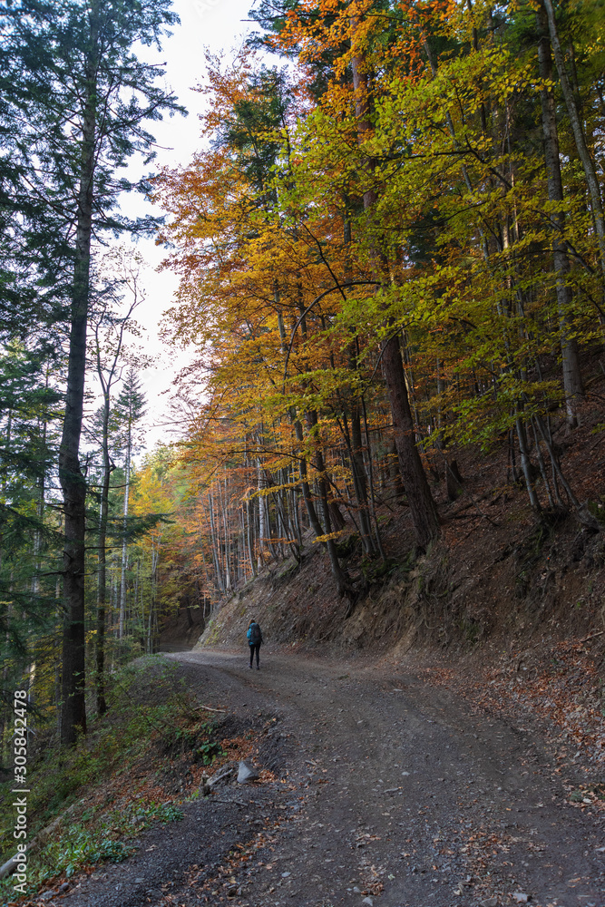Fototapeta premium Autumn scenery in the Ukrainian Carpathian Mountains with a tourist girl with a backpack