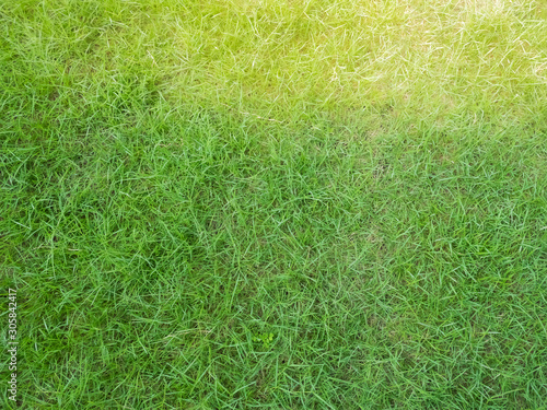 Green grass background, green lawn pattern textured background, top view. © Umaporn Y.