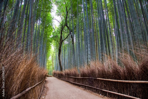 Arashiyama Bamboo Forest in Kyoto, Japan