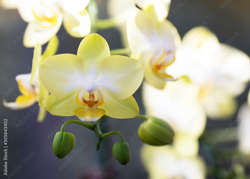 Close-up yellow orchid on blur background and copy space.