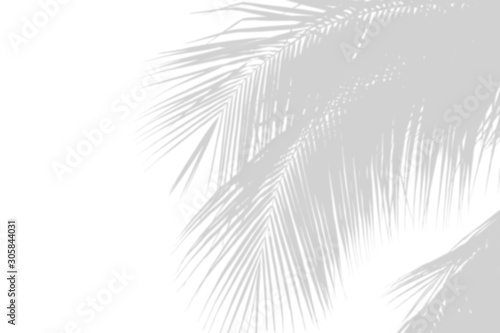 Minimal blur background coconut shadow palm leaves on the white wall.