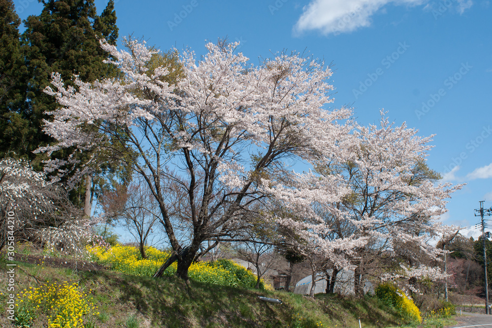 Fototapeta premium 桜と菜の花