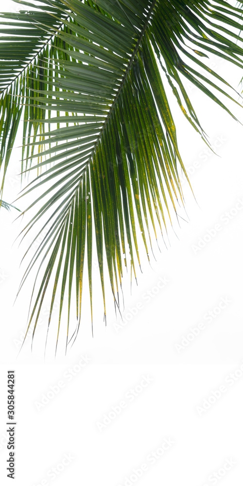 Minimal background of coconut palm leaves on the wall with shadow.