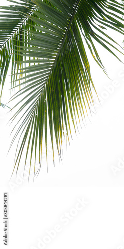 Minimal background of coconut palm leaves on the wall with shadow.