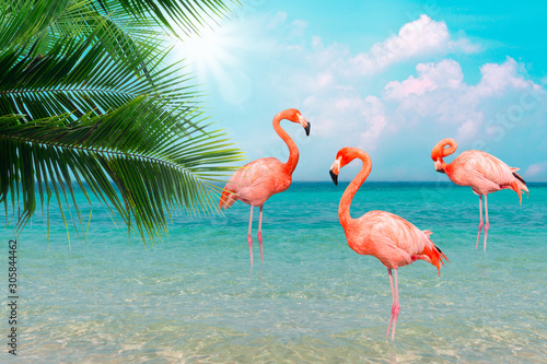 Vintage and retro collage photo of flamingos standing in clear blue sea with sunny sky summer season with cloud and green coconut tree leaves in foreground.