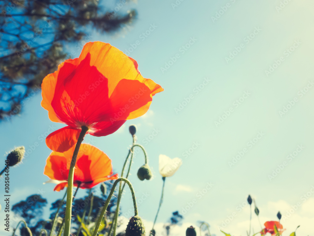 Fototapeta premium Red poppy on a background of blue sky, image with retro toning