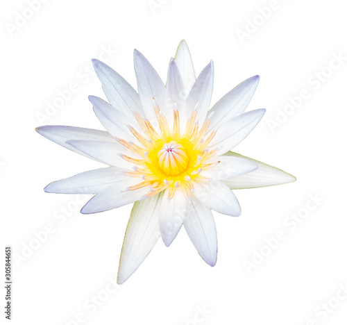 White lotus on white background