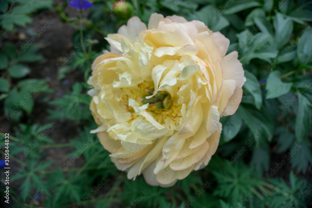 2019 exotic flowers yellow nature garden beautiful spring new zealand 2019 exotic flowers yellow nature garden beautiful spring new zealand