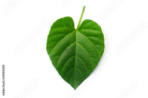 Green leaves  green heart shape leaf  Valentine s Day concept                   