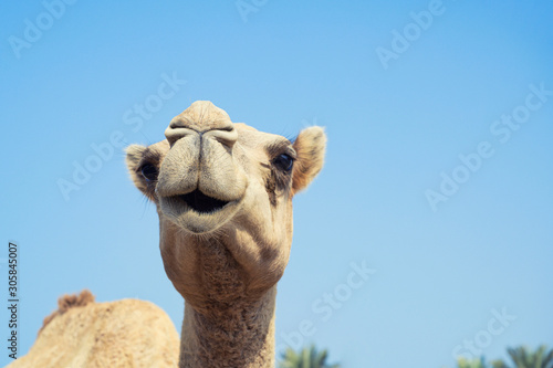 A cute hairy smiley mouth camel with innocent eyes looking standing over sky background, Bahrain. © Jantira