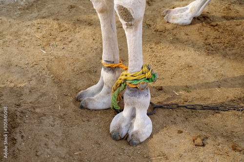 Camel feet been tied up with ropes and chian unfree standing on floor, Bahrain.