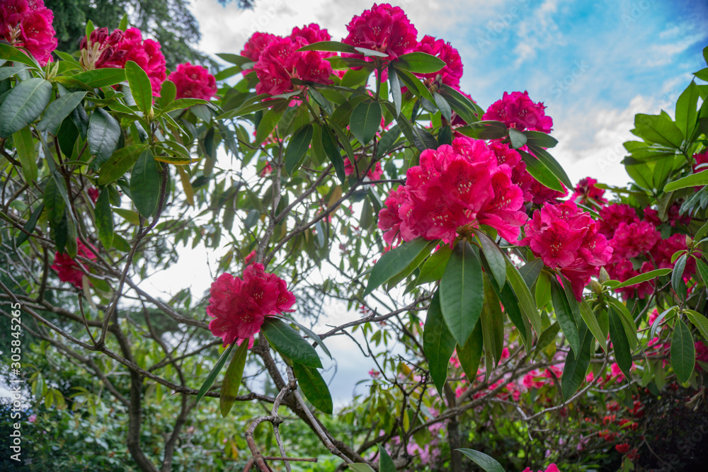 2019 exotic flowers red nature garden beautiful spring new zealand 2019 exotic flowers red nature garden beautiful spring new zealand