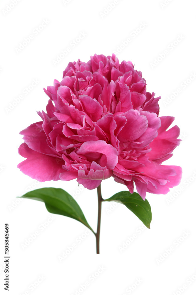 blooming pink peony