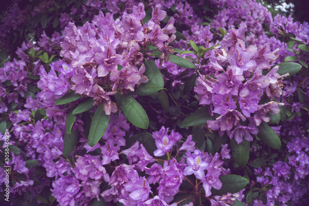 2019 exotic flowers purple nature garden beautiful spring new zealand 2019 exotic flowers purple nature garden beautiful spring new zealand