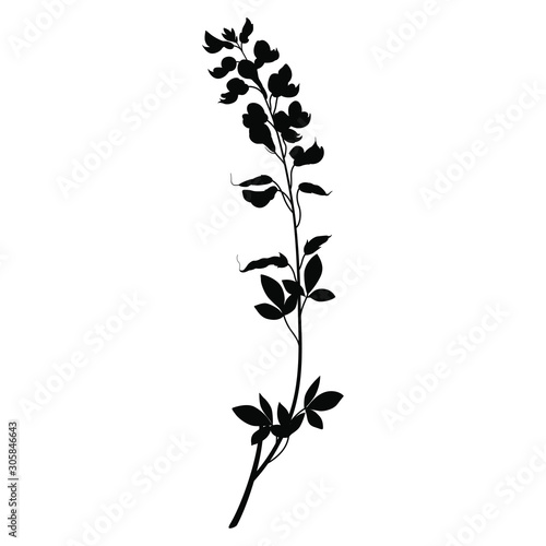 Isolated vector illustration. Branch of Meadow Vetchling or Yellow Pea flower. Lathyrus pratensis. Black silhouette on white background.