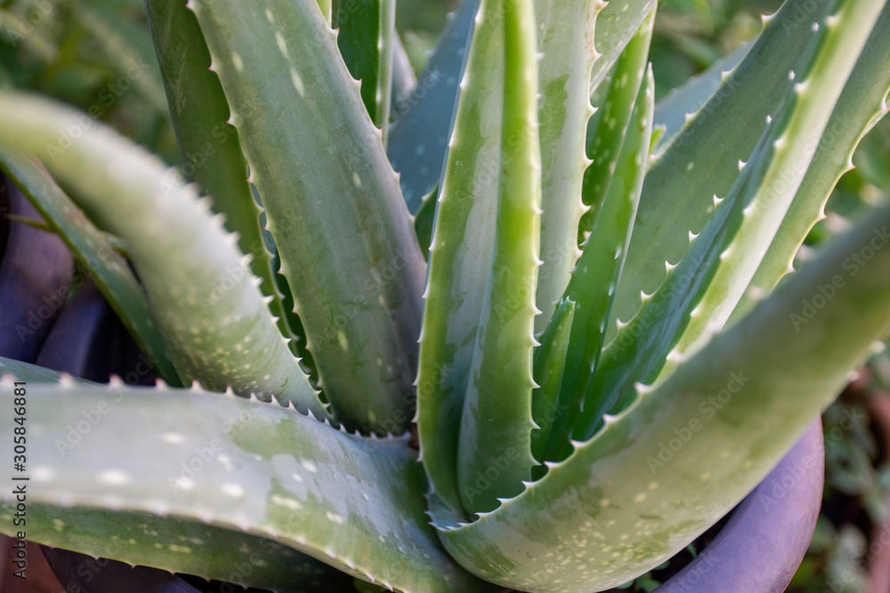 aloe vera