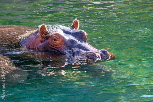 hippopotamus - (Hippopotamus amphibius) In the water