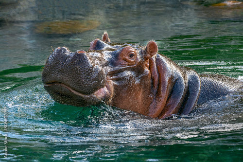 Tableau sur toile hippopotamus - (Hippopotamus amphibius) In the water